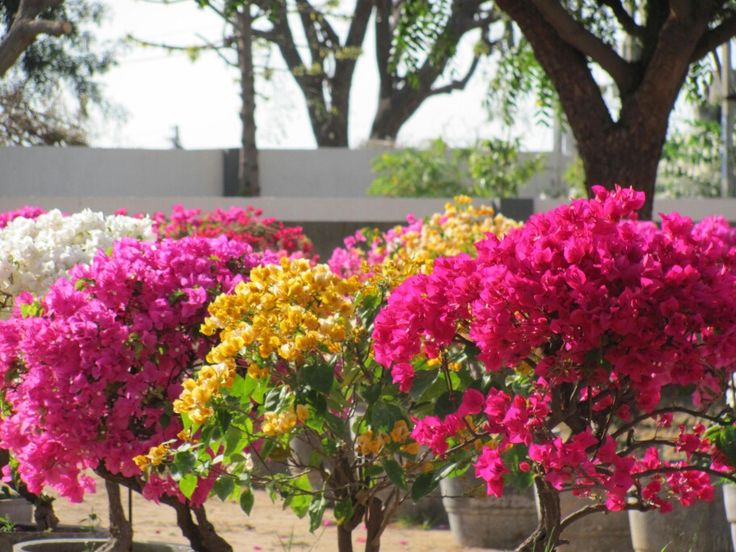 Bougainvillea Garden Chandigarh | Complete Tourist Guide, Timings, Attractions & More