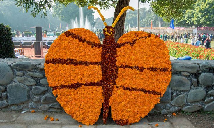 Butterfly Park Chandigarh – Best Time, How to Reach, Species, and More