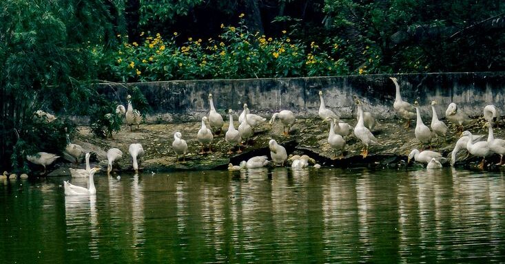 Chhatbir Zoo Chandigarh: All You Need to Know Before You Visit