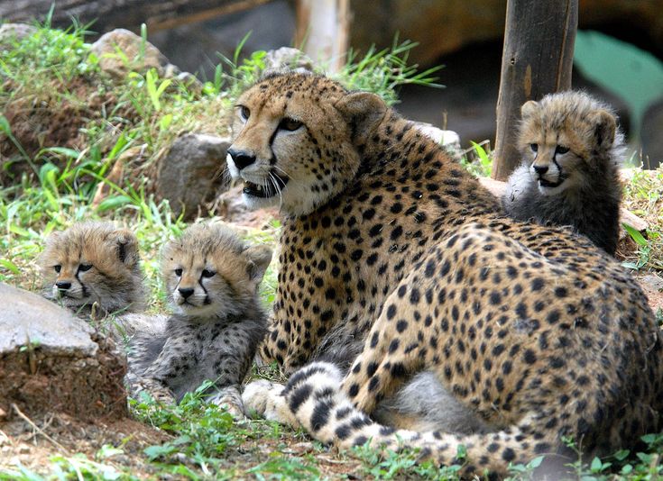 Discover Dhauladhar National Park & Tourist Spots Around Gopalpur, Himachal Pradesh