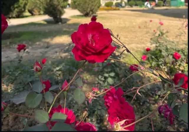 Garden of Fragrance Sector 36 Chandigarh | A Floral Paradise You Must Visit