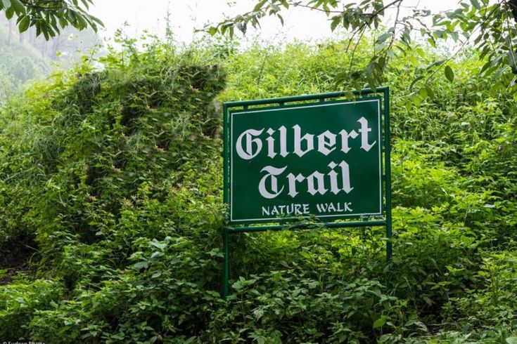 Gilbert Nature Trail Kasauli: Full Travel Guide to Himachal Pradesh’s Hidden Gem