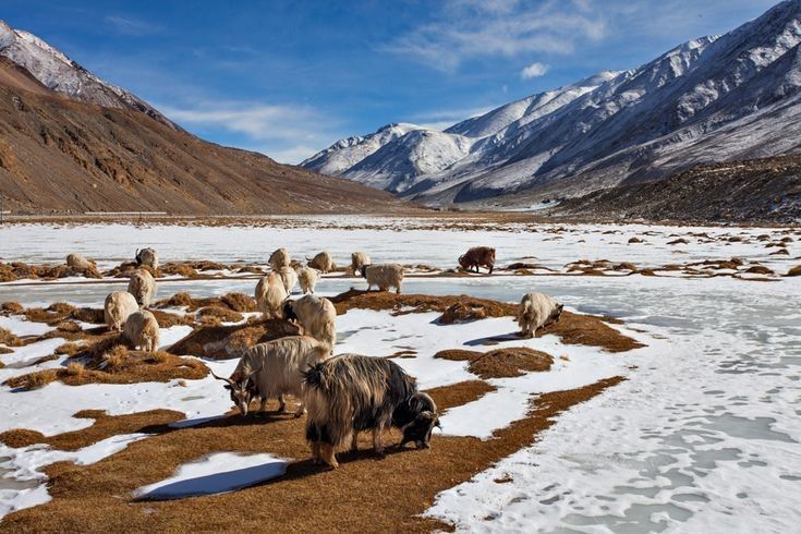 Hemis National Park Ladakh: Complete Travel Guide for Nature & Adventure Lovers