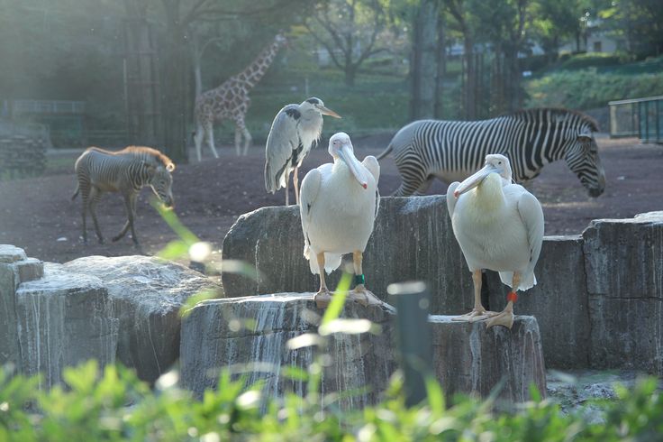 Manda Zoo Park Jammu & Kashmir: Everything You Need to Know for a Perfect Visit