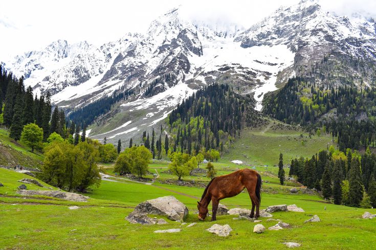 Thajiwas Glacier Jammu Kashmir: Complete Tourist Guide & Travel Tips