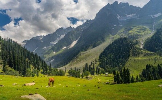 Yusmarg Travel Guide 2025: Explore Jammu Kashmir’s Stunning Meadow Escape