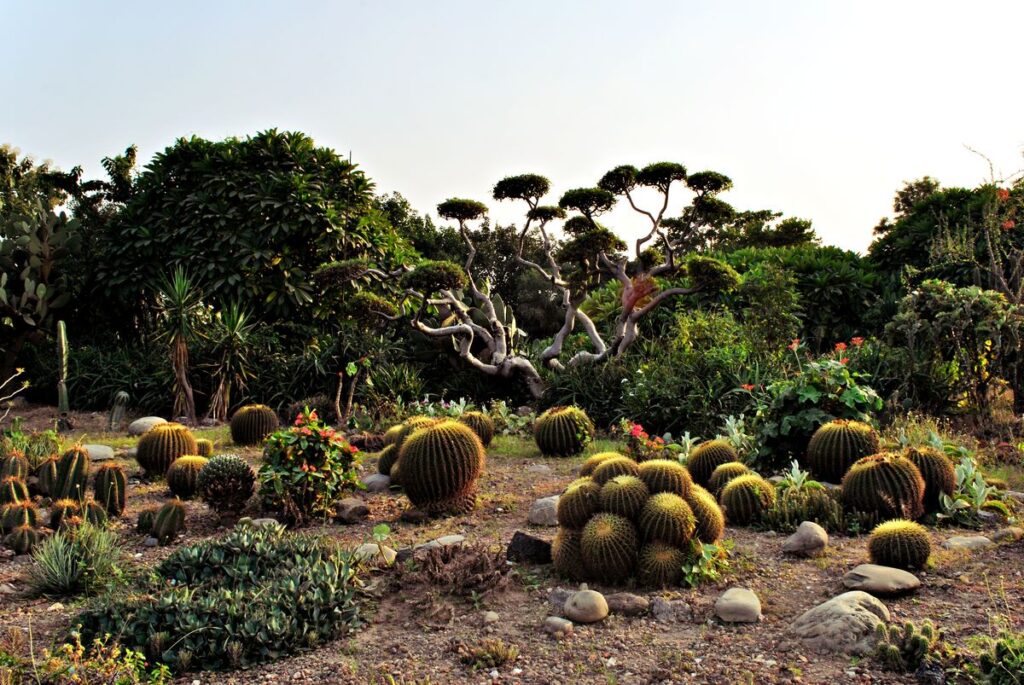 Cactus Garden Panchkula 2025: Full Guide to Haryana’s Unique Desert Botanical Tourist Spot