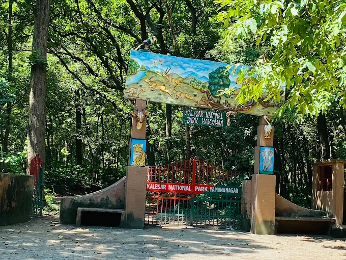 Kalesar National Park Haryana 2025 | Full Travel Details, Safari Booking & Nearby Attractions