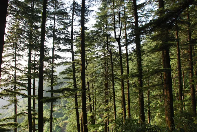 Kaudia Forest Kanatal Travel Guide: Best Tourist Places, Things to Do & How to Reach (Uttarakhand 2025)