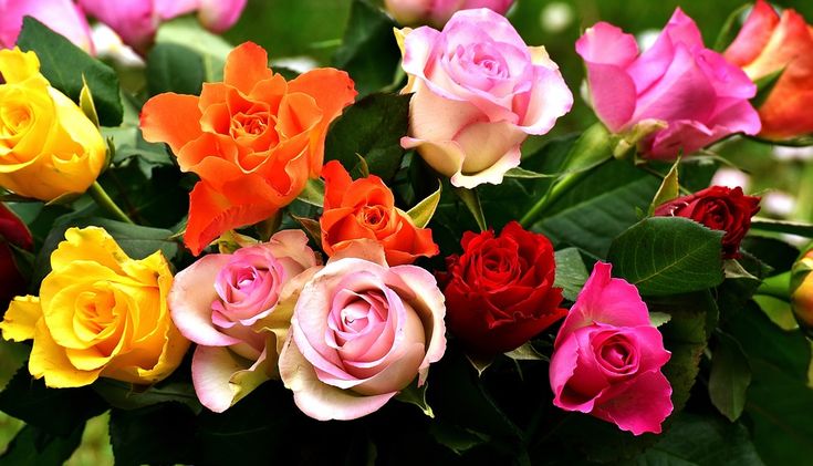 Nehru Rose Garden Ludhiana: Timings, Attractions, Entry Fee & Travel Tips 2025