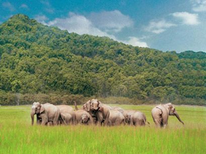 Rajaji National Park Uttarakhand 2025: Complete Travel Guide, Safari Zones, Wildlife & Best Places to Visit