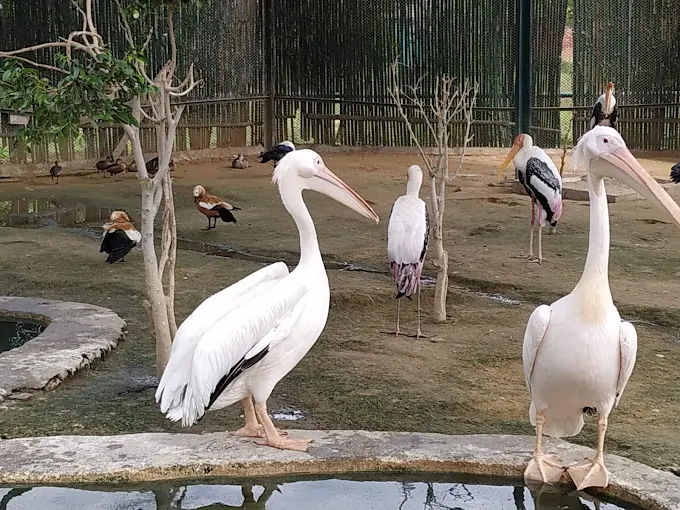 Complete Rohtak Zoo Travel Guide 2025: Timings, Ticket Price, Attractions & Nearby Places in Haryana