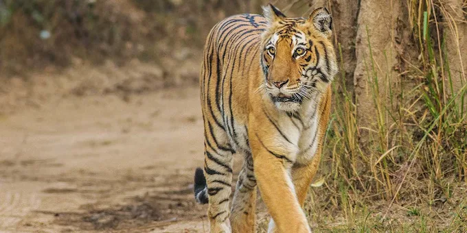 Complete Jim Corbett Safari & Tour Package Guide 2025 | Ramnagar Tourist Attractions, Best Time to Visit