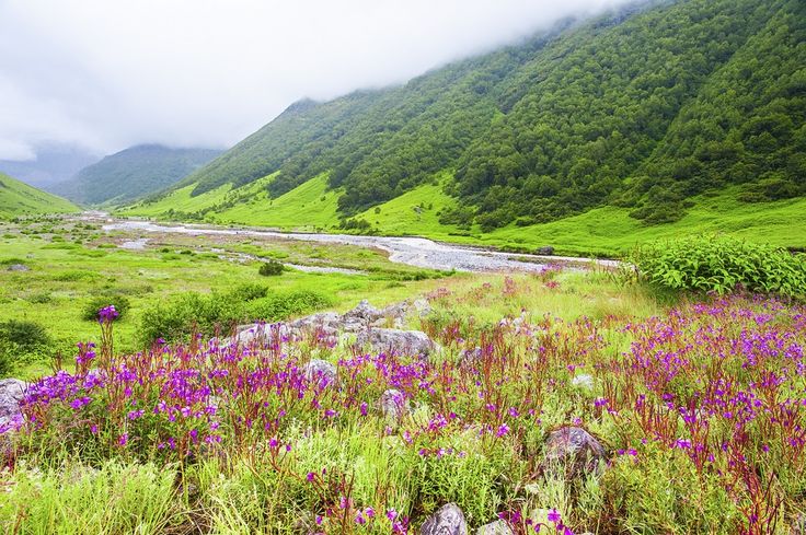 Valley of Flowers National Park Uttarakhand: Nearby Attractions & Complete Tourist Guide 2025