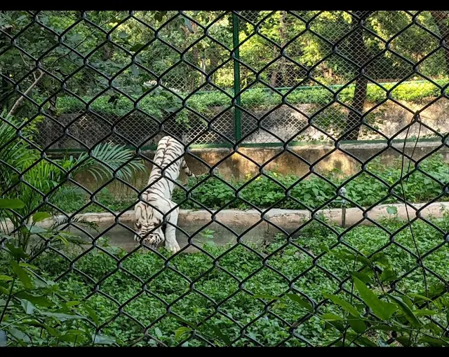 Nawab Wajid Ali Shah Zoological Garden Lucknow 2025– Complete Travel Guide, Timings, Entry Fees & Attractions