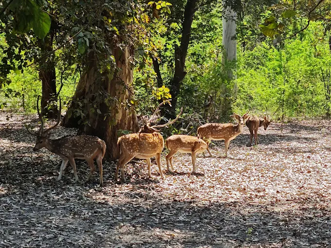 Shahid Chandra Shekhar Azad Bird Sanctuary 2025: Complete Travel Guide to Uttar Pradesh's Hidden Birdwatching Paradise